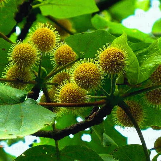 Haldu Plant (Haldina Cordifolia) "Yellow Teak" - Plant
