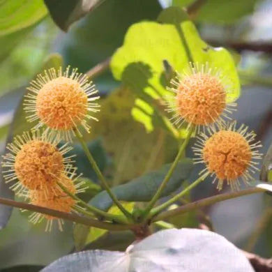 Haldu Plant (Haldina Cordifolia) "Yellow Teak" - Plant