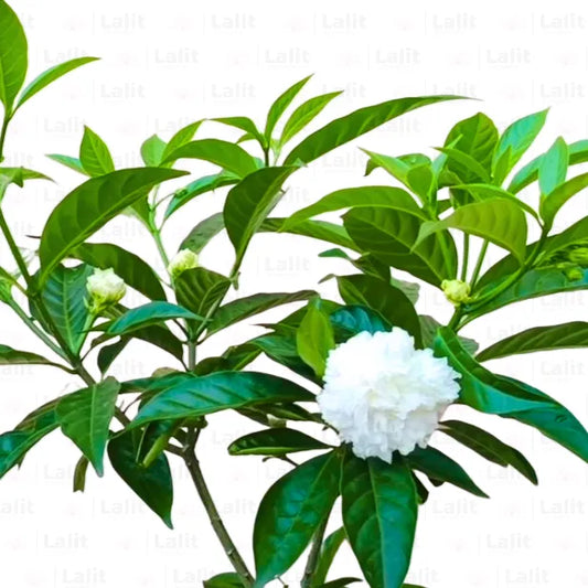 Buy Double Chandni (Crepe Jasmine) - Plant Online at Lalitenterprise