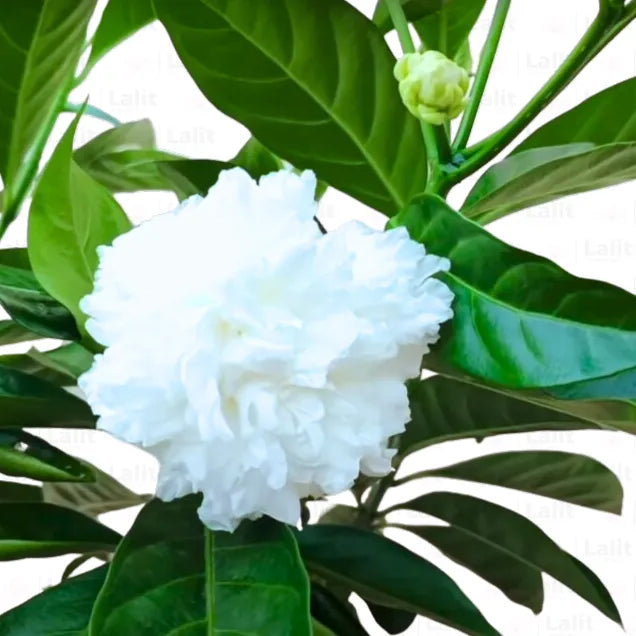 Buy Crepe Jasmine - Plant Online at Lalitenterprise