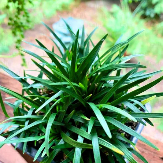 Buy  Ophiopogon Japonicus - Plant Online at Lalitenterprise