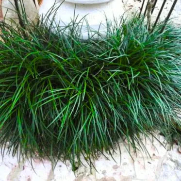 Buy Tall Mondo Grass - Plant Online at Lalitenterprise