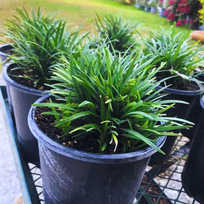 Buy Dwarf Mondo Grass (Ophiopogon Japonicus) - Plant Online at Lalitenterprise