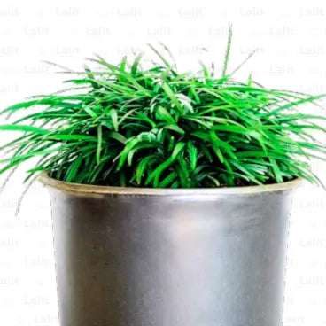 Buy Ophiopogon Japonicus - Plant Online at Lalitenterprise