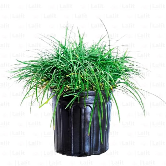 Buy Tall Mondo Grass - Plant Online at Lalitenterprise