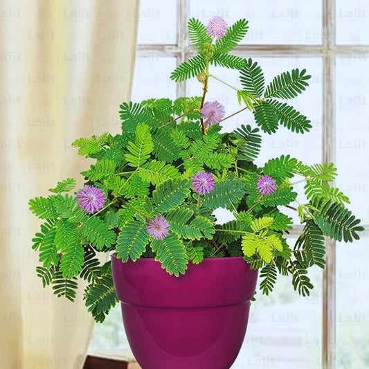 Buy Chui - Mui "Shame Plant" (Mimosa Pudica) - Plant Online at Lalitenterprise