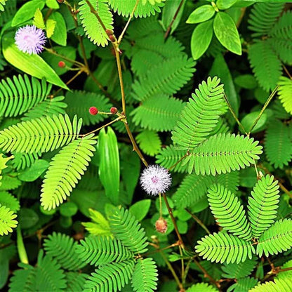 Buy Mimosa Pudica - Plant Online at Lalitenterprise