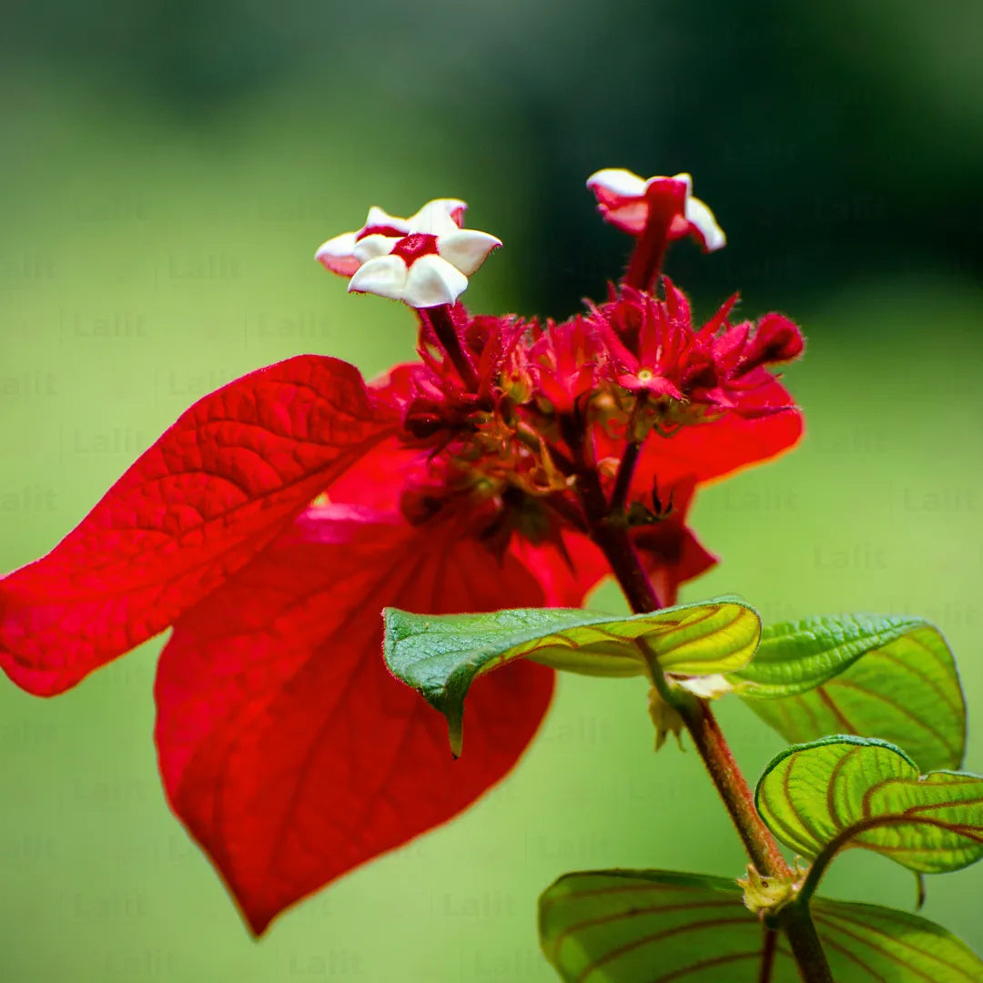 Mussaenda Erythrophylla (Ashanti Blood) - Plant – Lalit Enterprise