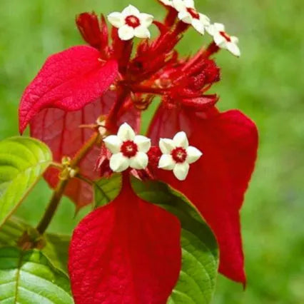 Buy Mussaenda Erythrophylla (Ashanti Blood) - Plant Online at Lalitenterprise