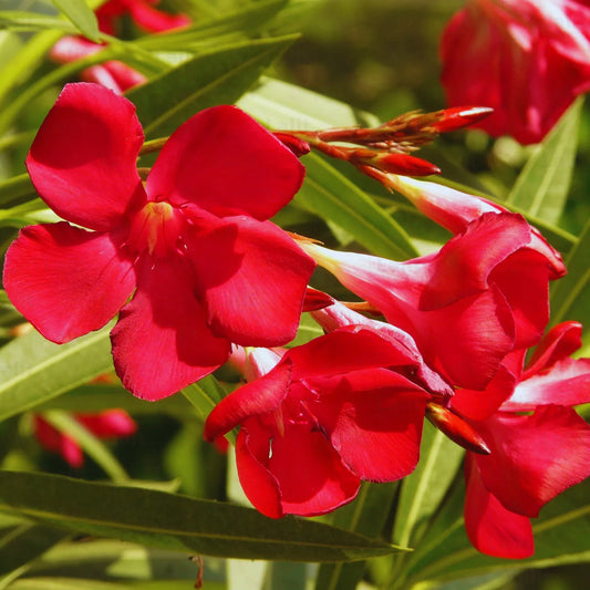 Buy Nerium Oleander (Dwarf Kaner) Red - Plant Online at Lalitenterprise