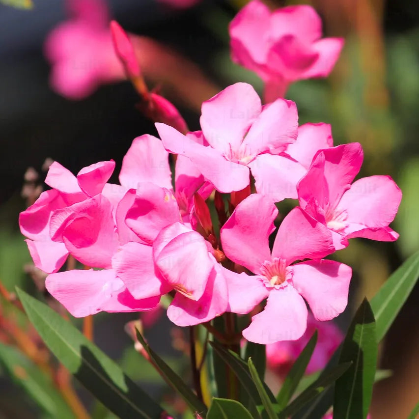 Buy Nerium Oleander (Dwarf Kaner) Pink - Plant Online at Lalitenterprise