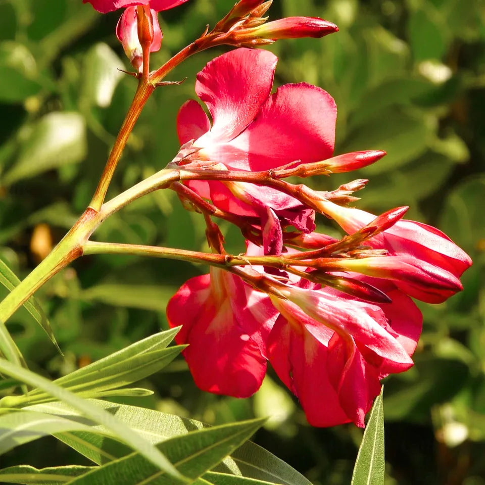 Buy Nerium Oleander Red - Plant Online at Lalitenterprise