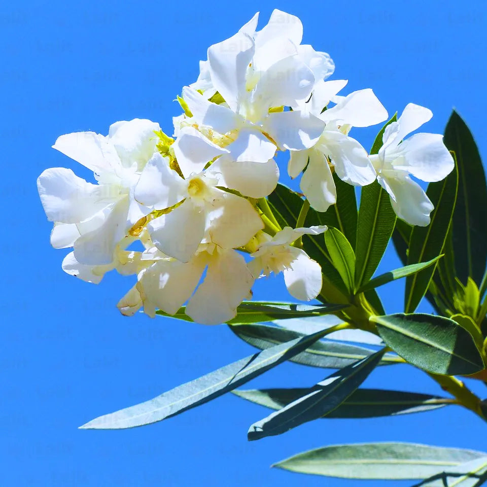 Buy Nerium Oleander (Dwarf Kaner) White - Plant Online at Lalitenterprise