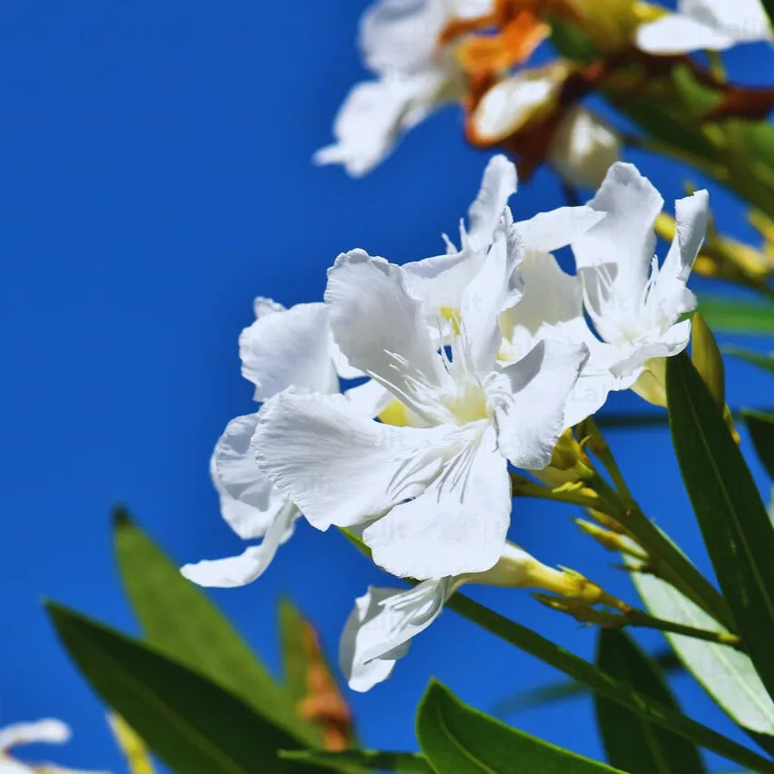 Buy Nerium Oleander White - Plant Online at Lalitenterprise