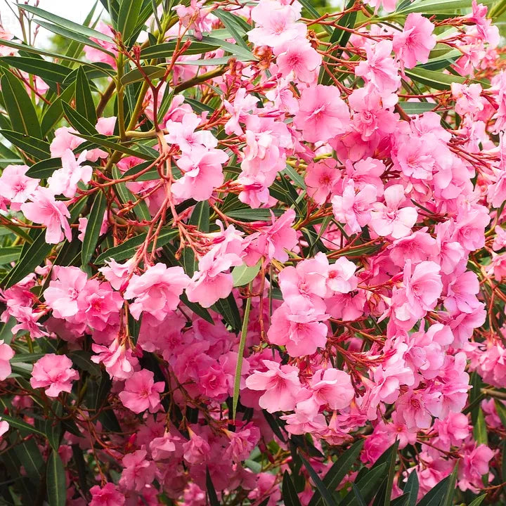 Buy Nerium Oleander Pink - Plant Online at Lalitenterprise