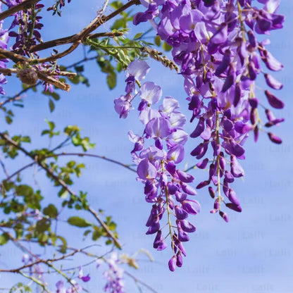 Buy Wisteria Sinensis (Vines) Purple - Plant Online at Lalitenterprise