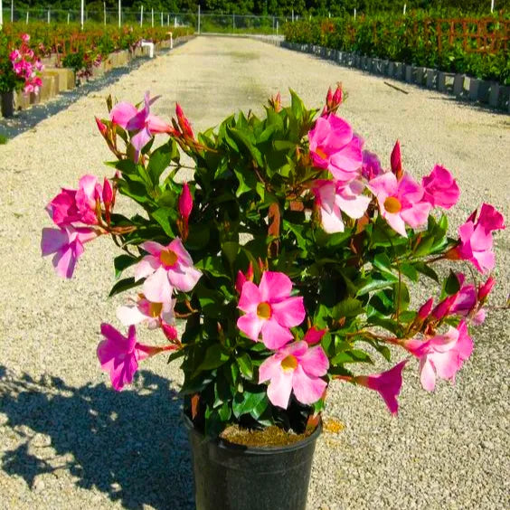 Buy Mandevilla (Rocktrumpet) "Multicolor" - Plant Online at Lalitenterprise