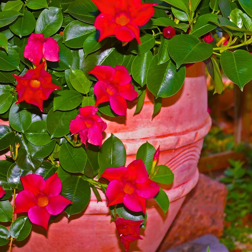 Buy Mandevilla (Rocktrumpet) "Red color" - Plant Online at Lalitenterprise