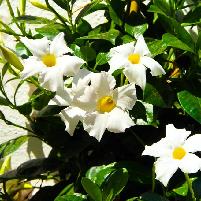 Buy Mandevilla (Rocktrumpet) "White color" - Plant Online at Lalitenterprise