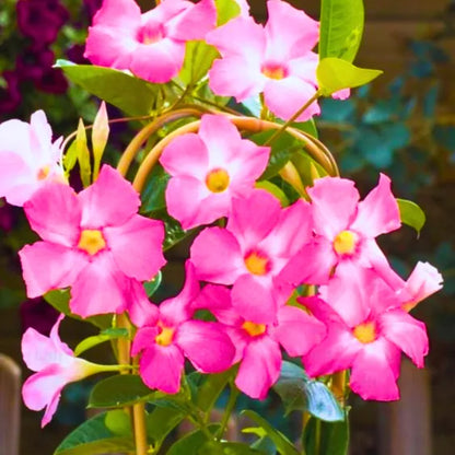 Buy Mandevilla (Rocktrumpet) "Pink color" - Plant Online at Lalitenterprise