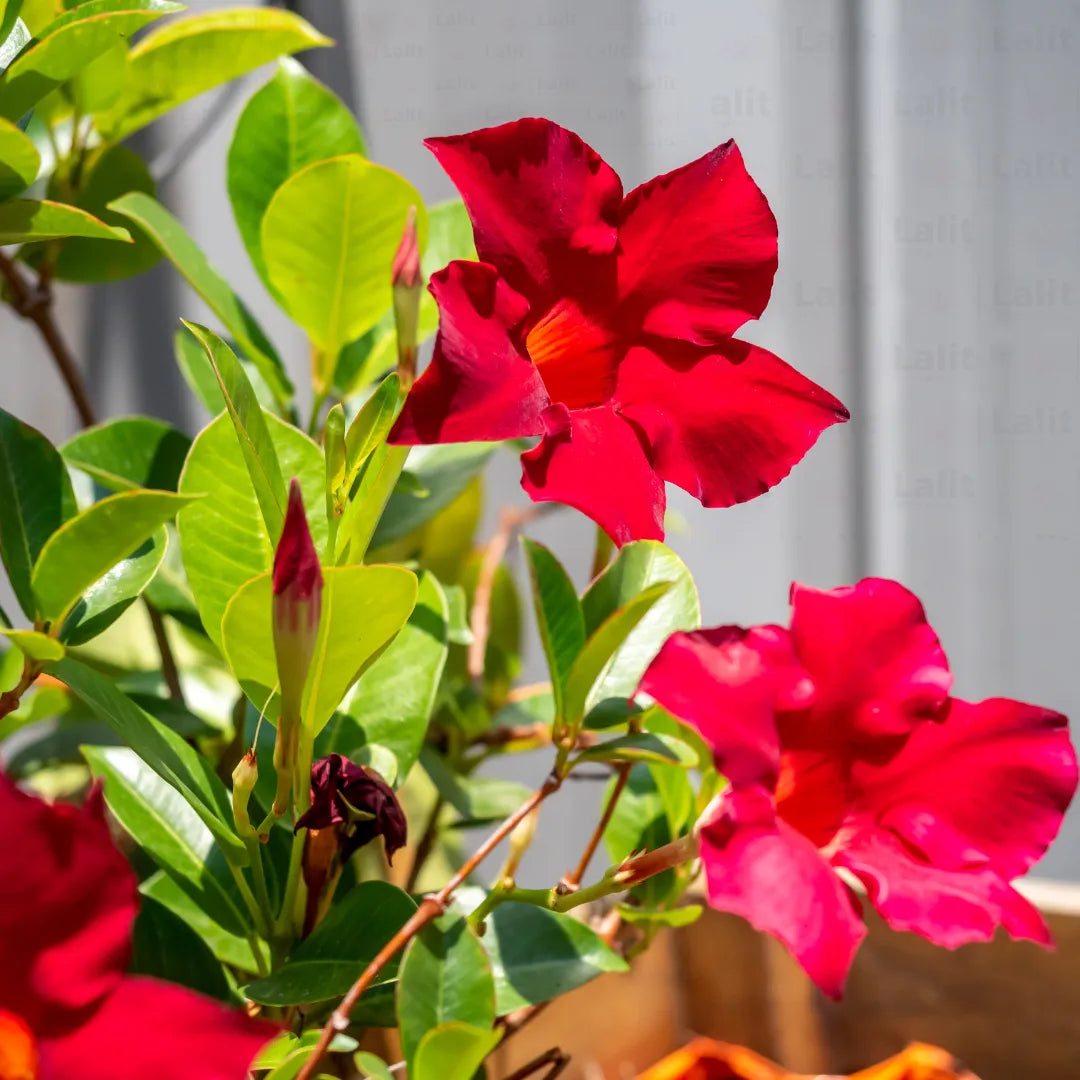 Buy Mandevilla (Rocktrumpet) "Red color" - Plant Online at Lalitenterprise
