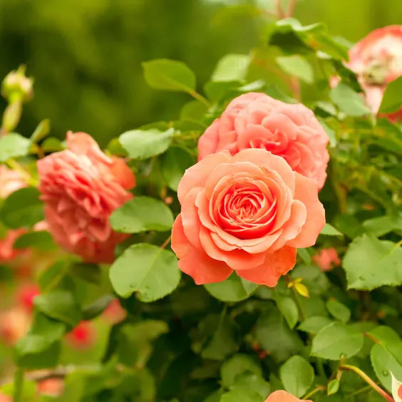 Buy Creeping, Climbing Rose "Orange" - Plant Online at Lalitenterprise