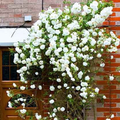 Buy Creeping, Climbing Rose "White" - Plant Online at Lalitenterprise