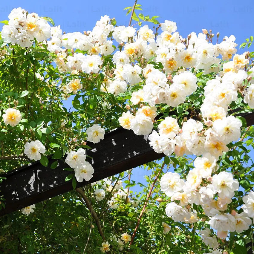 Buy Creeping, Climbing Rose "White" - Plant Online at Lalitenterprise