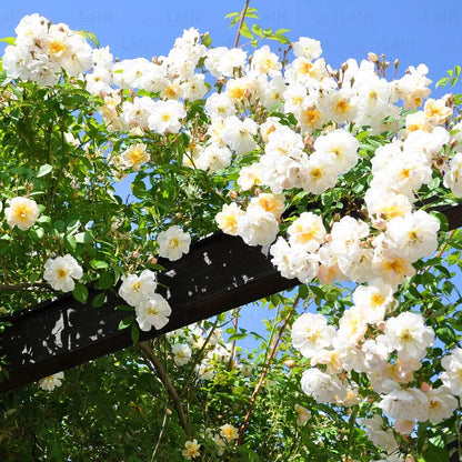 Buy Creeping, Climbing Rose "White" - Plant Online at Lalitenterprise