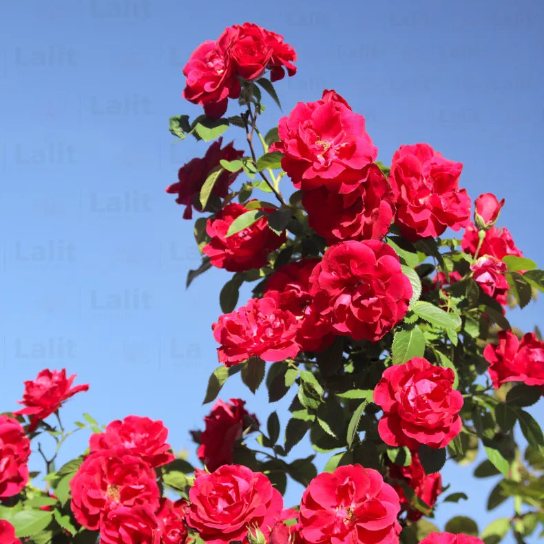 Buy Creeping, Climbing Rose Plant ( Red ) Online at Lalitenterprise