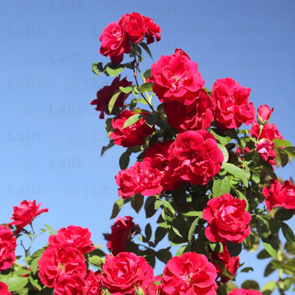 Buy Creeping, Climbing Rose Plant ( Red ) Online at Lalitenterprise
