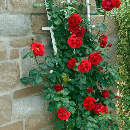 Buy Creeping, Climbing Rose Plant ( Red ) Online at Lalitenterprise