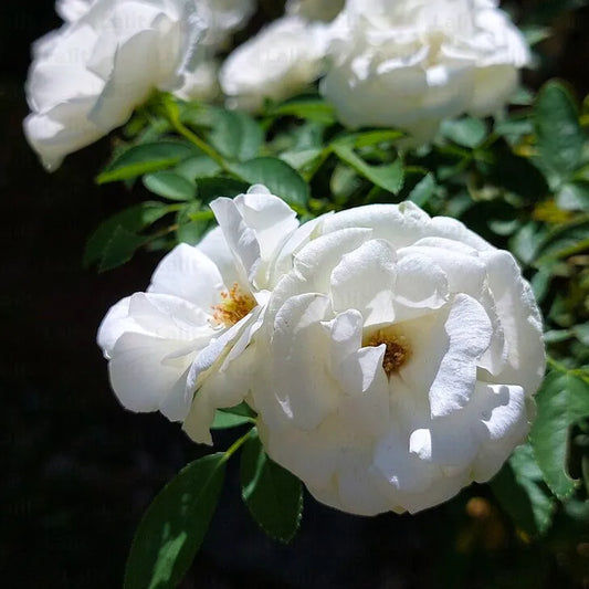 Buy Creeping, Climbing Rose "White" - Plant Online at Lalitenterprise