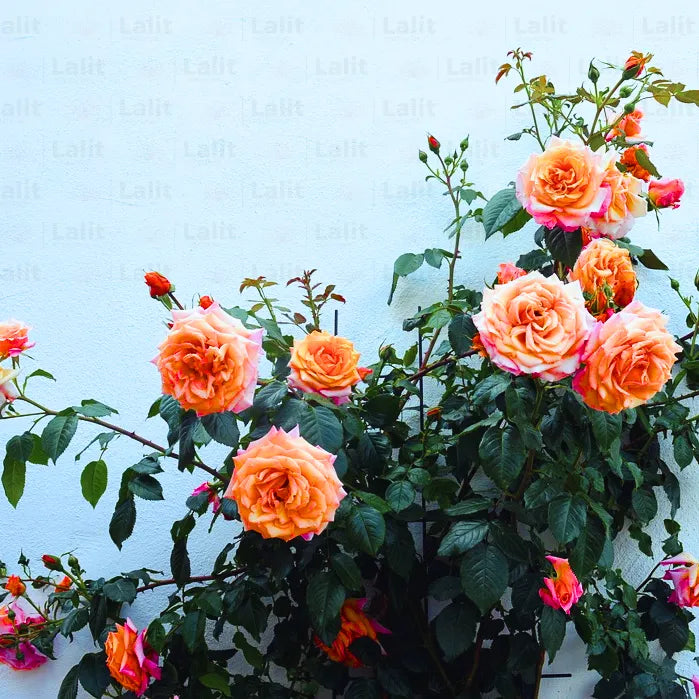 Buy Creeping, Climbing Rose "Orange" - Plant Online at Lalitenterprise