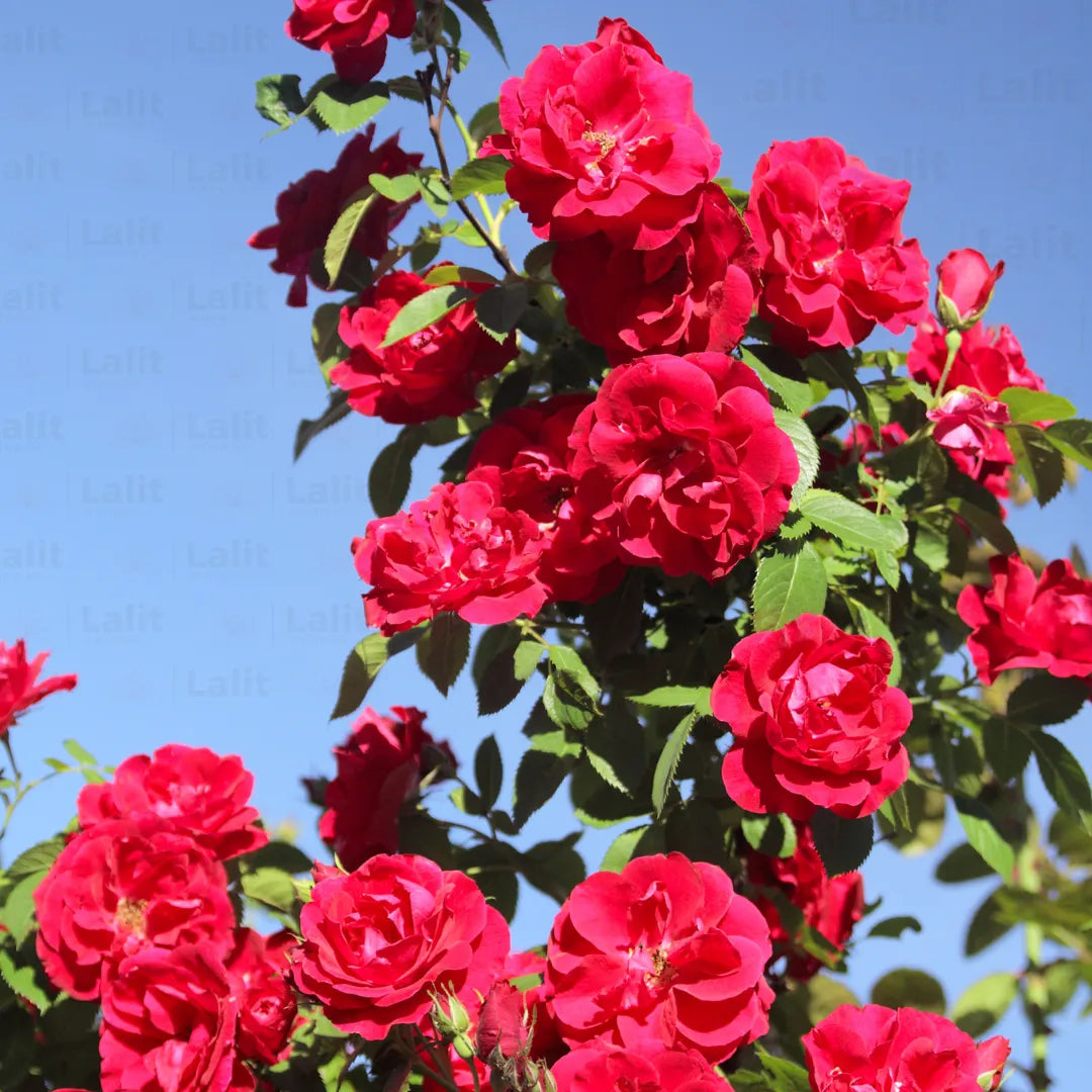 Buy Creeping Climbing Rose Red - Plant Online at Lalitenterprise