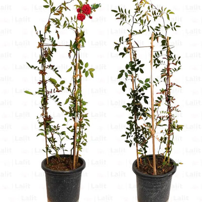Buy Creeping Climbing Rose "Pack of 2" (Pink & Red) - Plant Online at Lalitenterprise