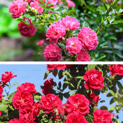 Buy Creeping Climbing Rose "Pack of 2" (Pink & Red) - Plant Online at Lalitenterprise