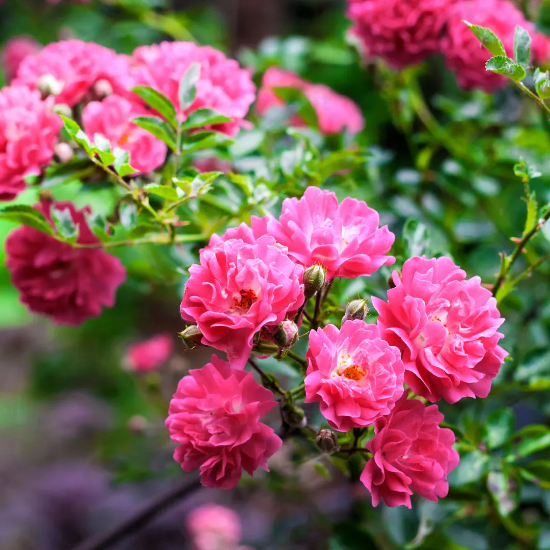 Buy Creeping Climbing Rose Pink - Plant Online at Lalitenterprise