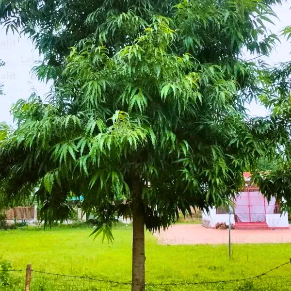 Buy Umbrella Ashoka (Saraca Asoca) "Wholesale" - Plant Online at Lalitenterprise