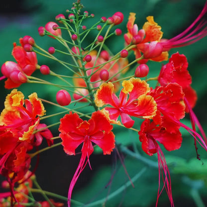 Buy Peacock Flower (Caesalpinia Pulcherrima) - Plant Online at Lalitenterprise