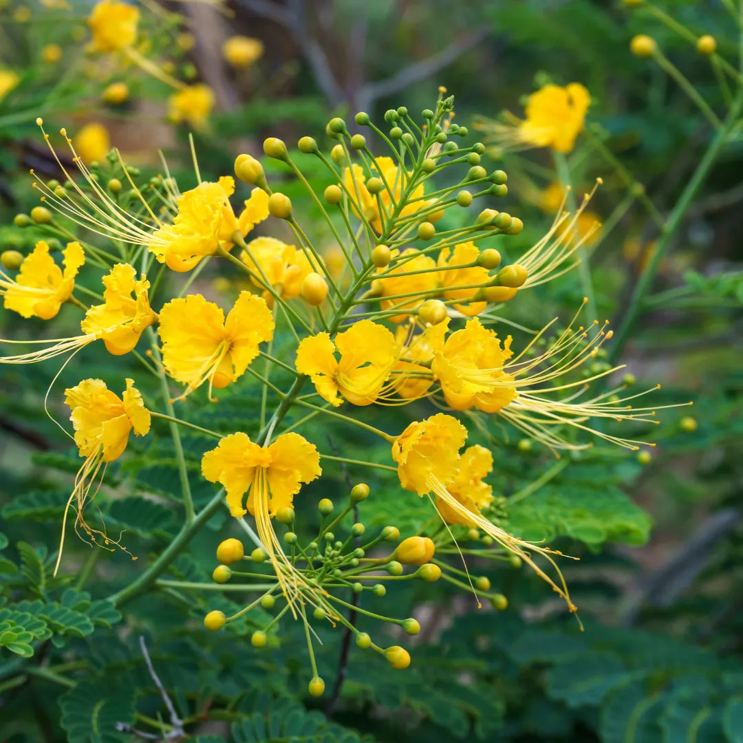 Buy Peacock Flower "Yellow" - Plant Online at Lalitenterprise