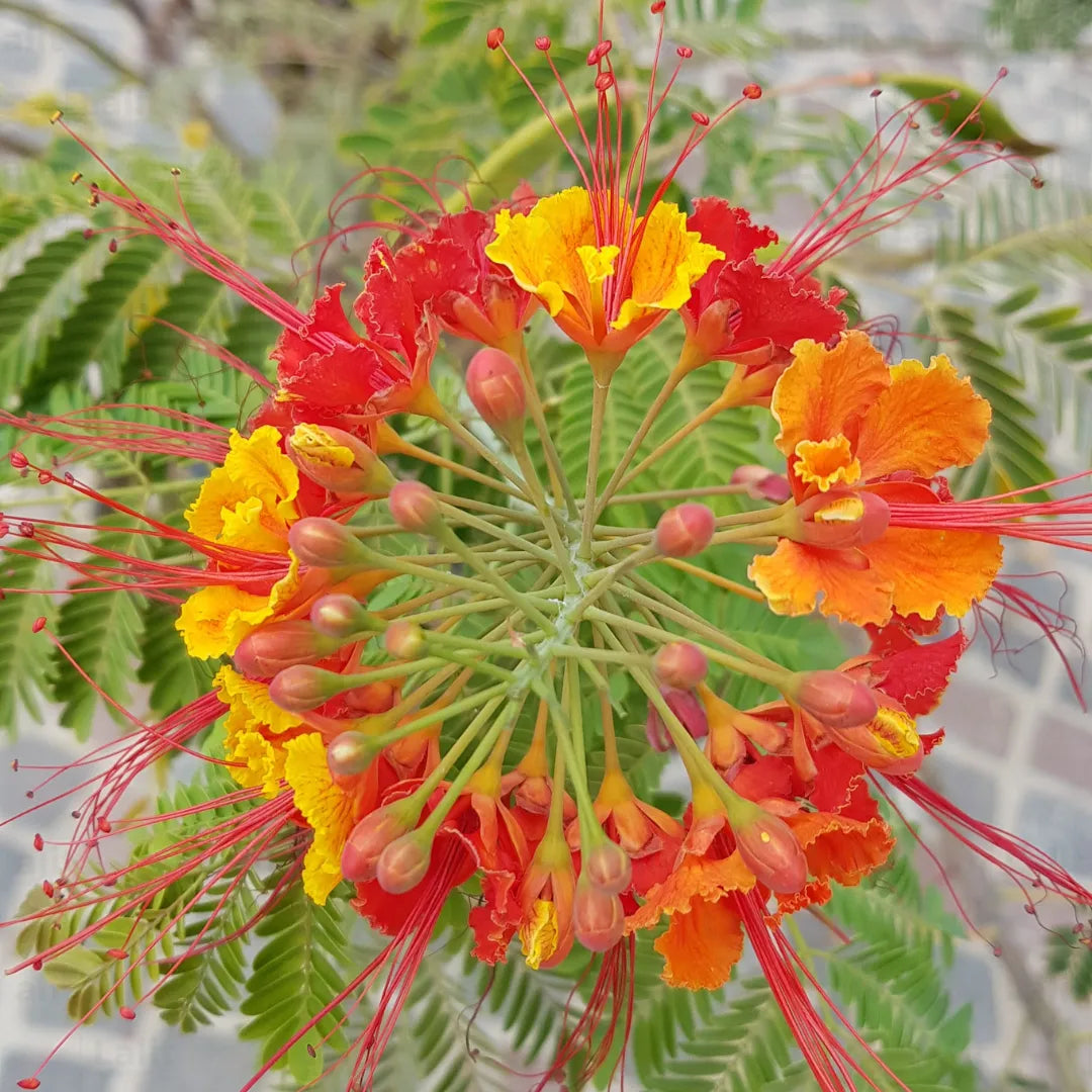 Buy Caesalpinia Pulcherrima - Plant Online at Lalitenterprise