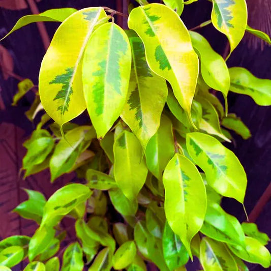 Buy Golden Ficus Benjamina "Reginald" (Weeping Fig) - Plant Online at Lalitenterprise