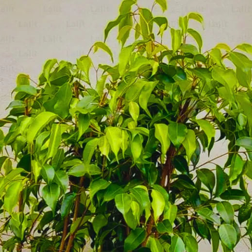 Buy Golden Ficus Benjamina "Reginald" - Plant Online at Lalitenterprise