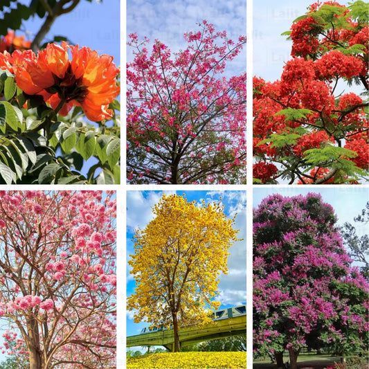 Buy Floral Plant "Pack of 6" - Flowering Plant Online at Lalitenterprise