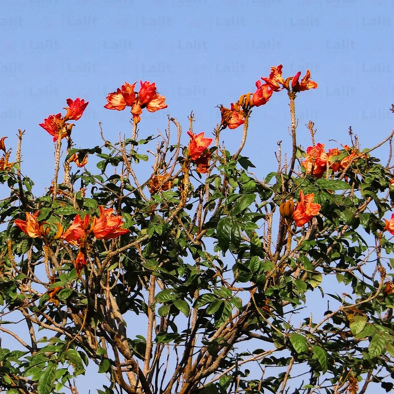 Buy African Tulip Tree Online at Lalitenterprise