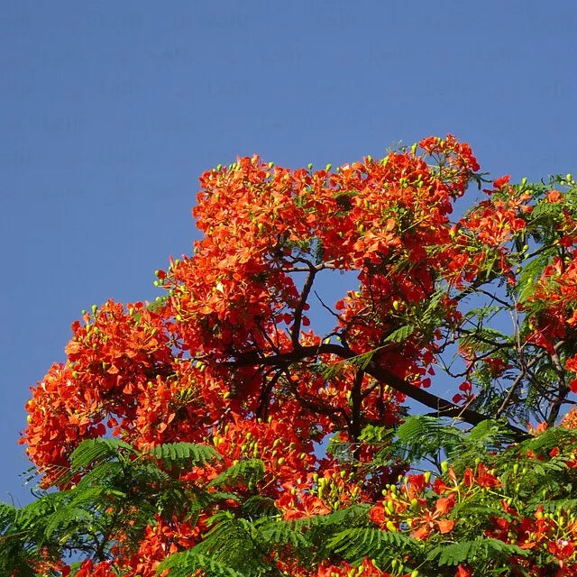 Buy  Gulmohar Plant Online at Lalitenterprise