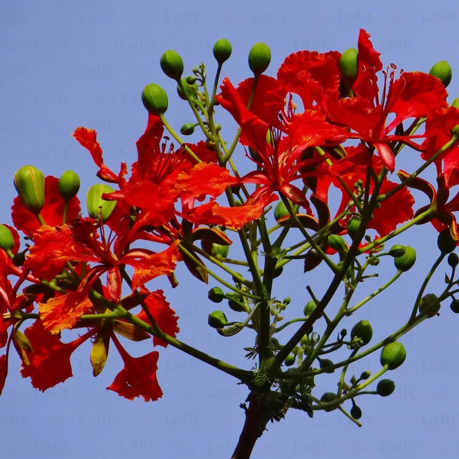 Buy  Gulmohar Plant Online at Lalitenterprise