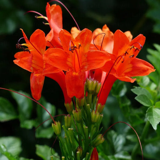 Buy Tecoma Capensis (Orange Trumpet Bush) - Plant Online at Lalitenterprise