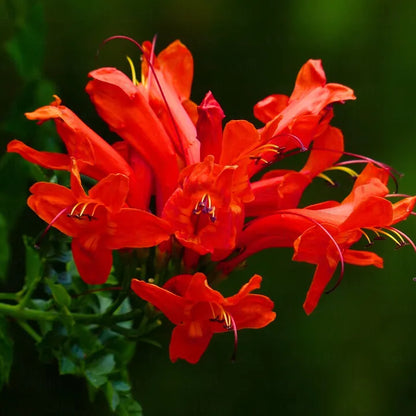 Tecoma Capensis (Orange Trumpet Bush) - Plant